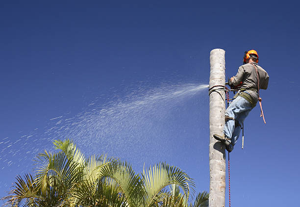 Best Tree Removal  in Lovejoy, GA