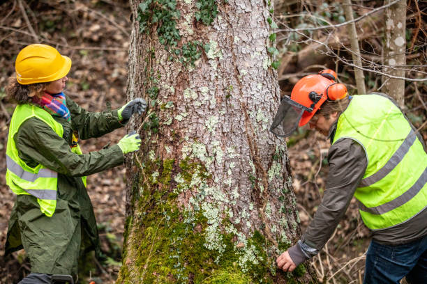 Best Tree Trimming and Pruning  in Lovejoy, GA