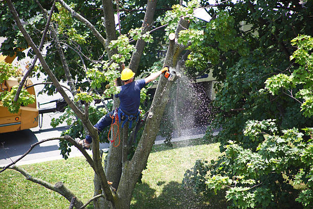 Best Firewood Processing and Delivery  in Lovejoy, GA